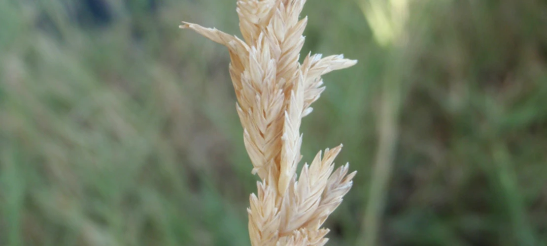 Distichlis spicata seed head
