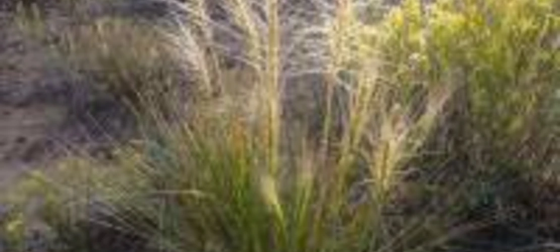 Elymus elymoides