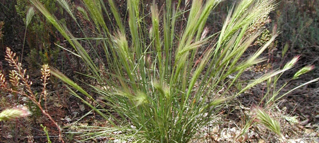 Elymus elymoides