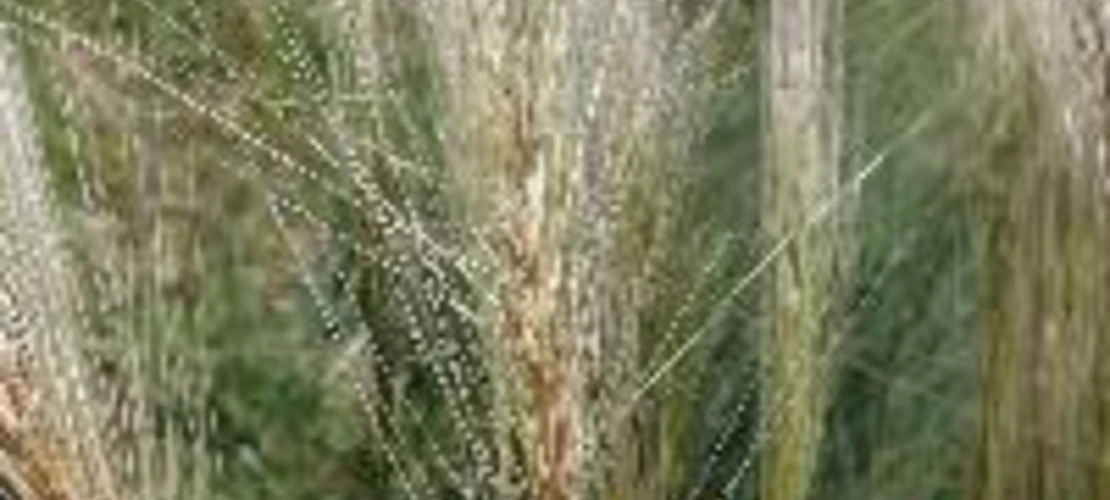Elymus elymoides