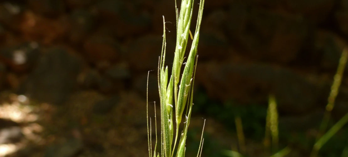 Elymus glaucus