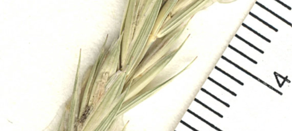 Elymus lanceolatus