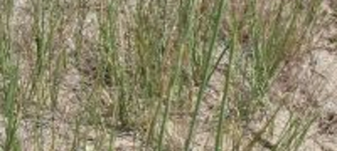 Elymus lanceolatus