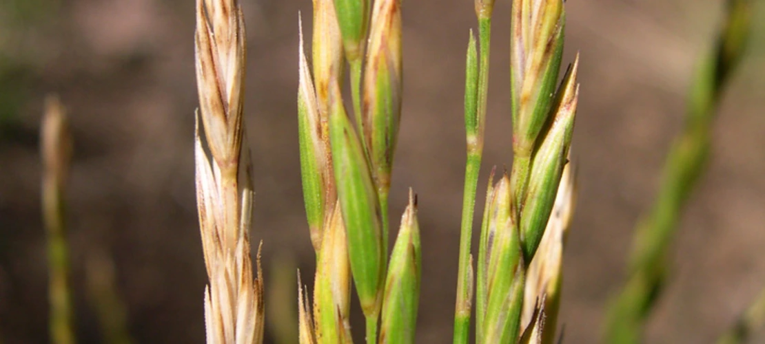 Elymus trachycaulus