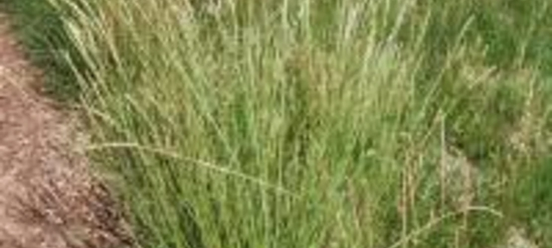 Elymus trachycaulus