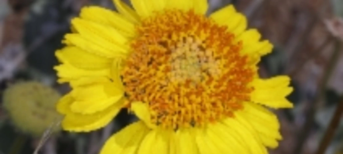 Encelia actoni