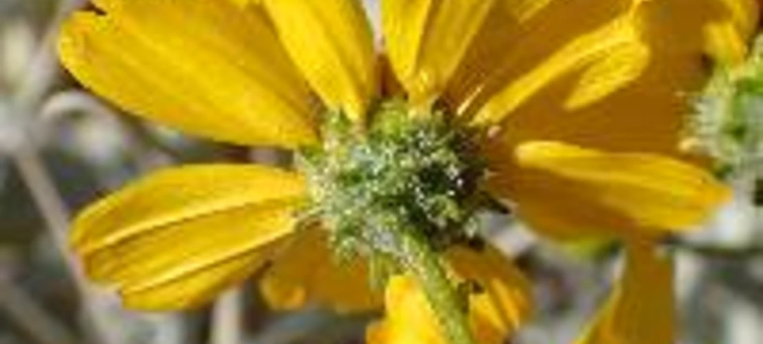 Encelia farinosa