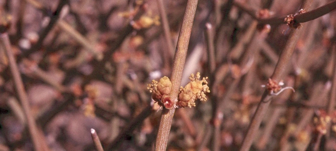 Ephedra nevadensis