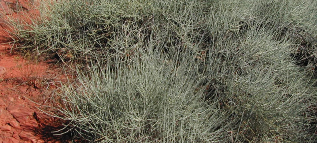 Ephedra nevadensis
