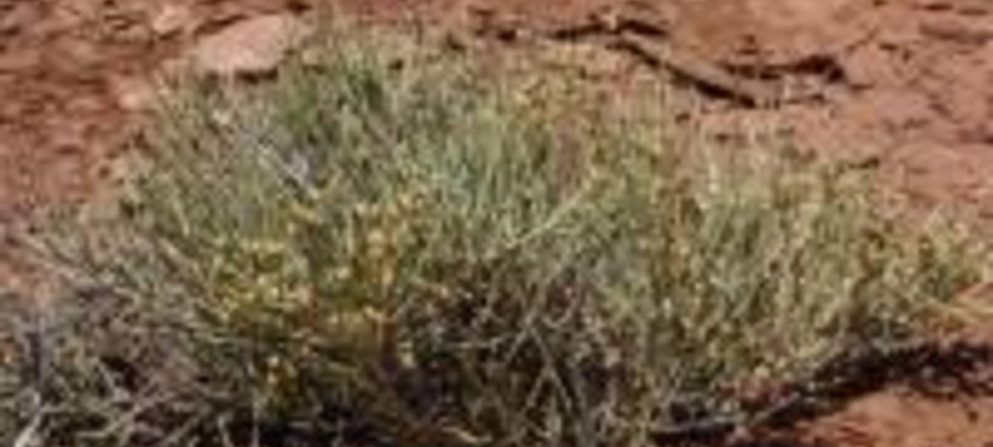 Ephedra torreyana