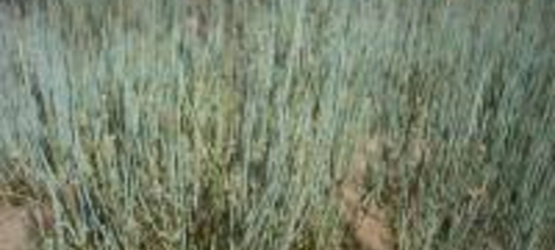 Ephedra torreyana