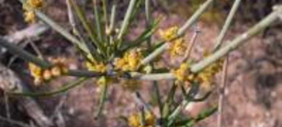 Ephedra torreyana