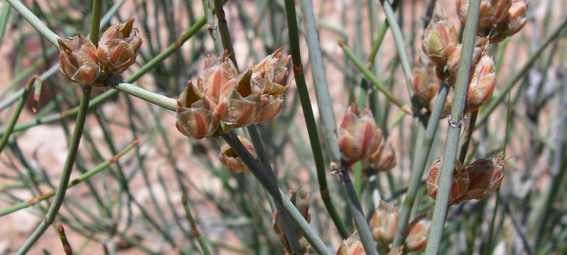 Ephedra torreyana