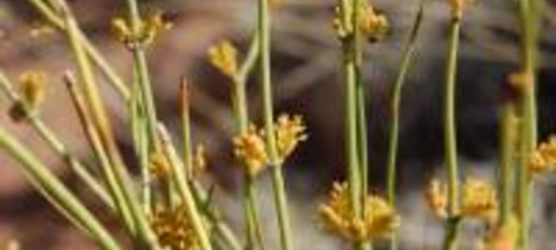 Ephedra viridis Fruiting Body