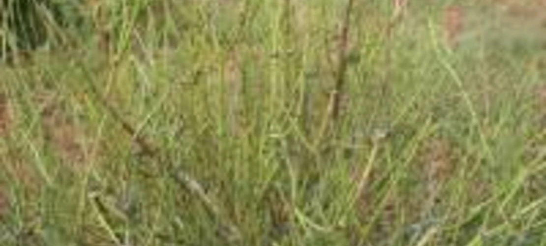 Ephedra viridis