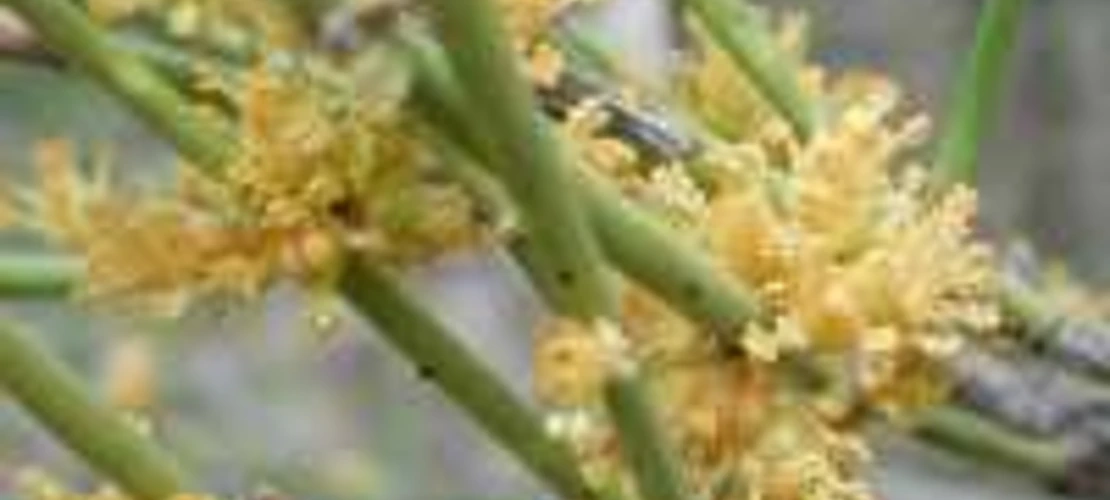 Ephedra viridis Flowers