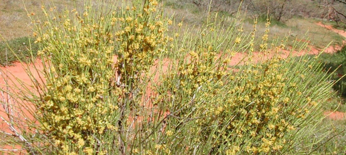 Ephedra viridis