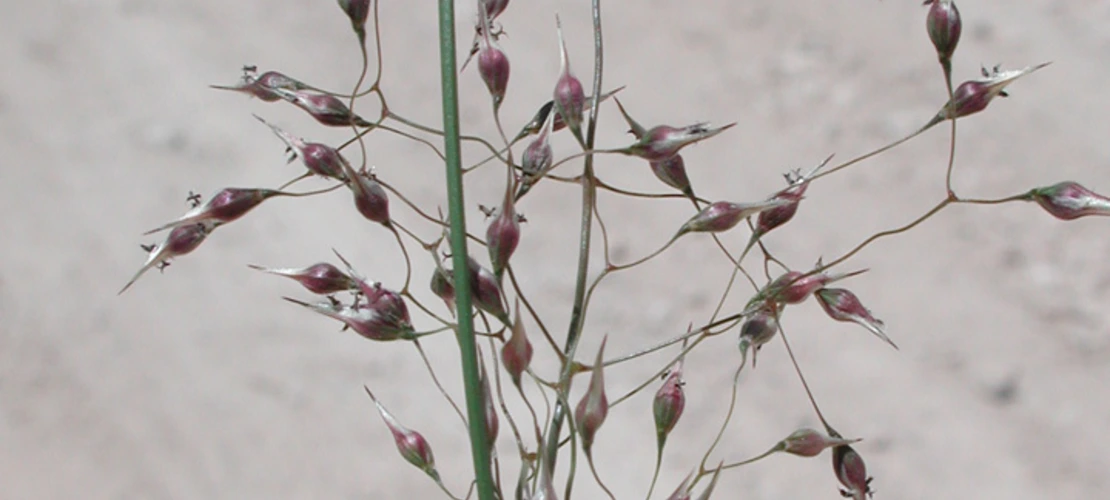 Achnatherum hymenoides seeds