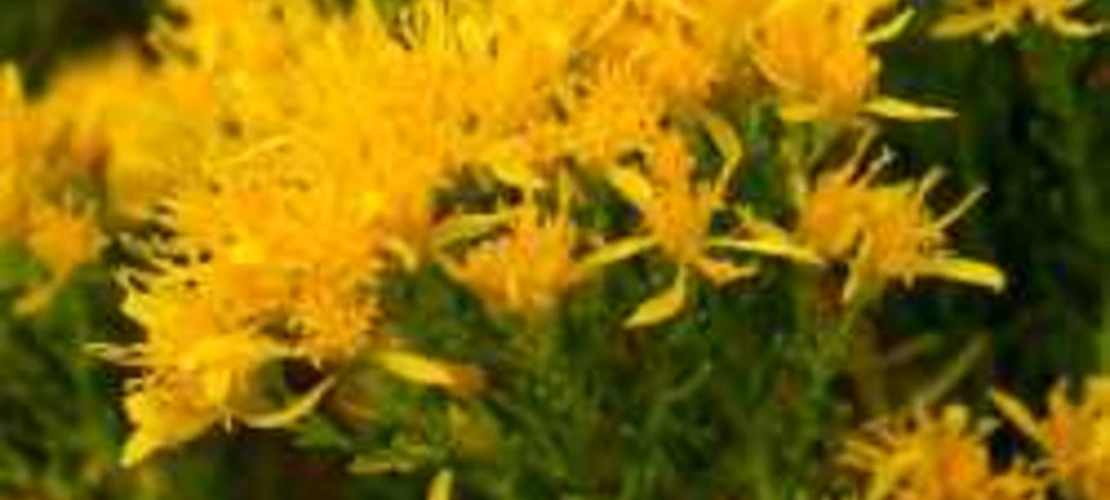 Ericameria laricifolia flowers