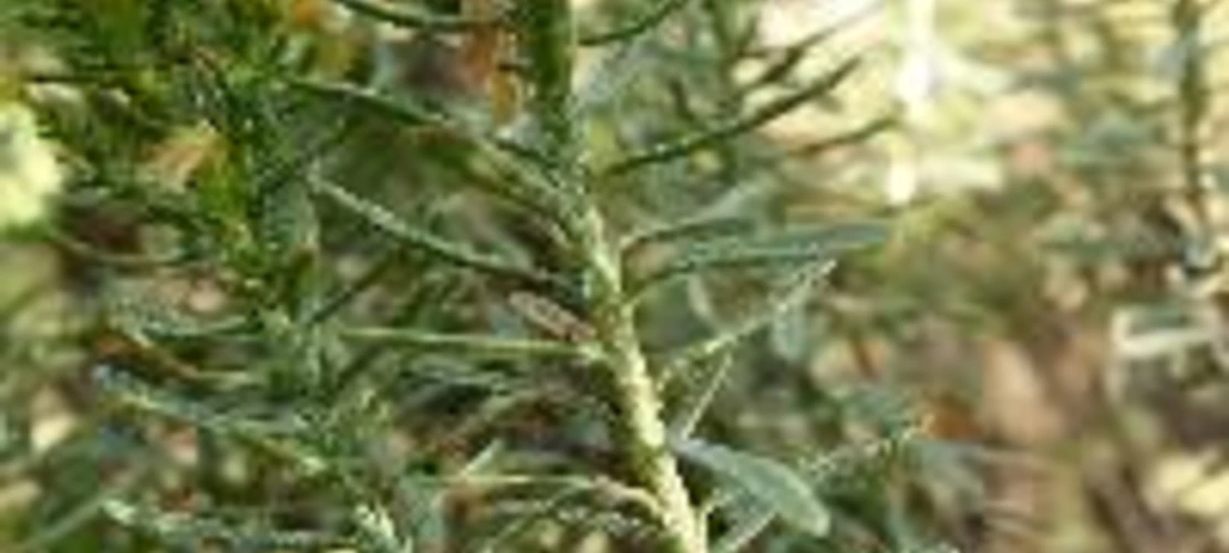 Ericameria laricifolia stem and leaves