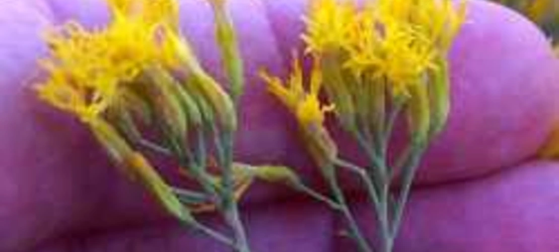 Ericameria nauseosa flowers close up