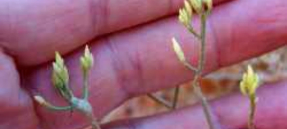 Ericameria nauseosa budding