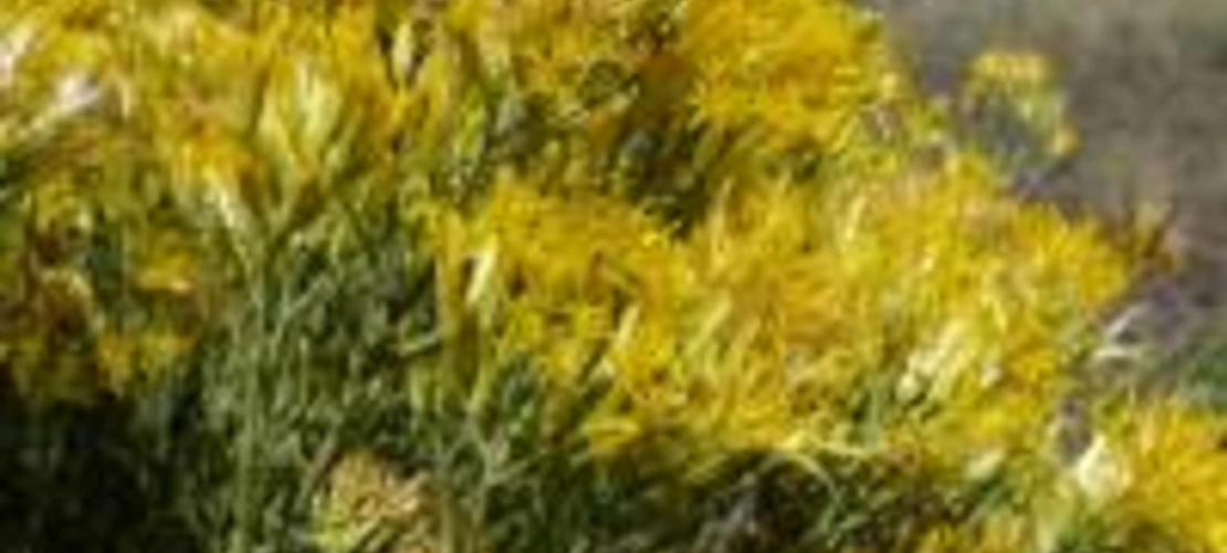 Ericameria nauseosa flowers