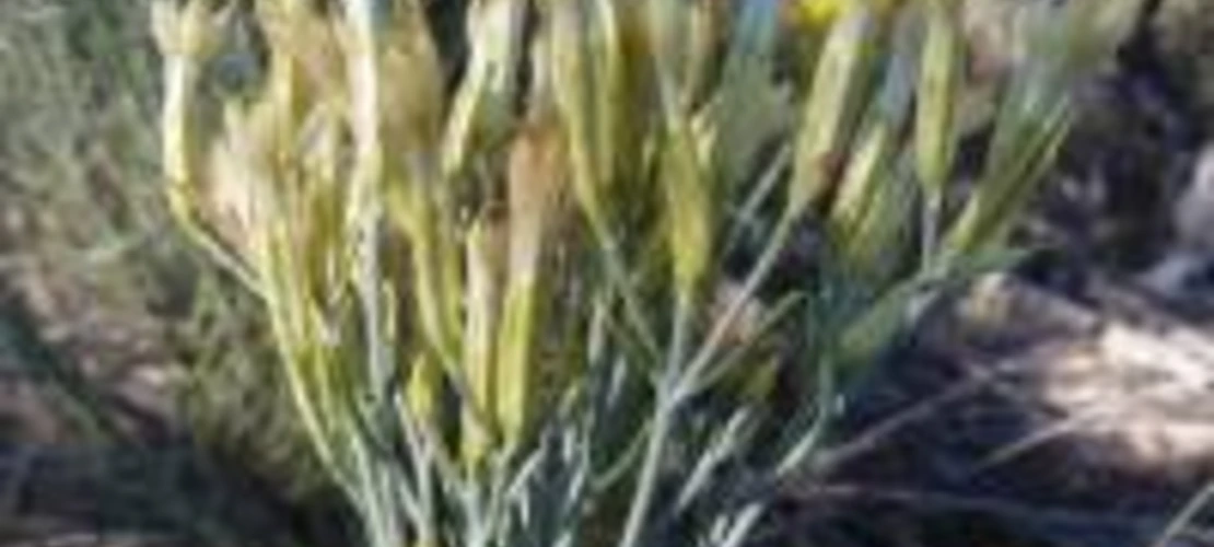 Ericameria nauseosa seeding