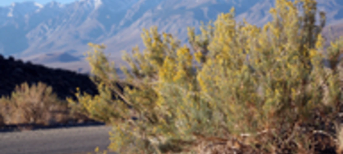 Ericameria paniculata