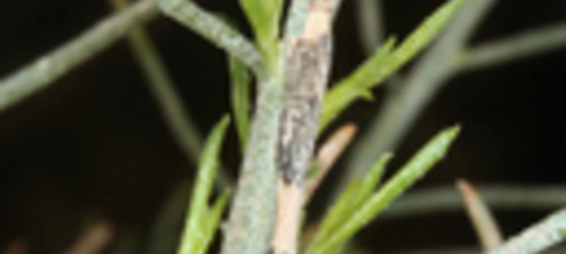 Ericameria paniculata