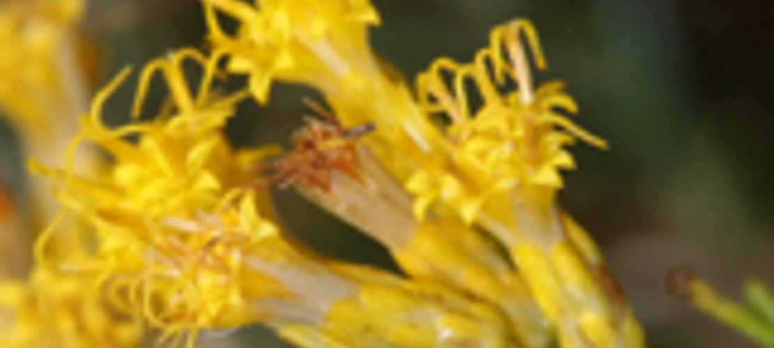 Ericameria paniculata flowers