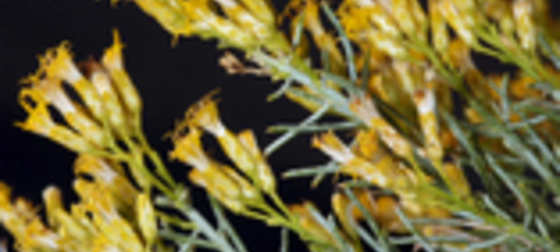 Ericameria paniculata