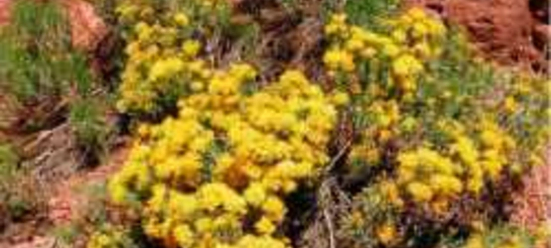 Ericameria laricifolia