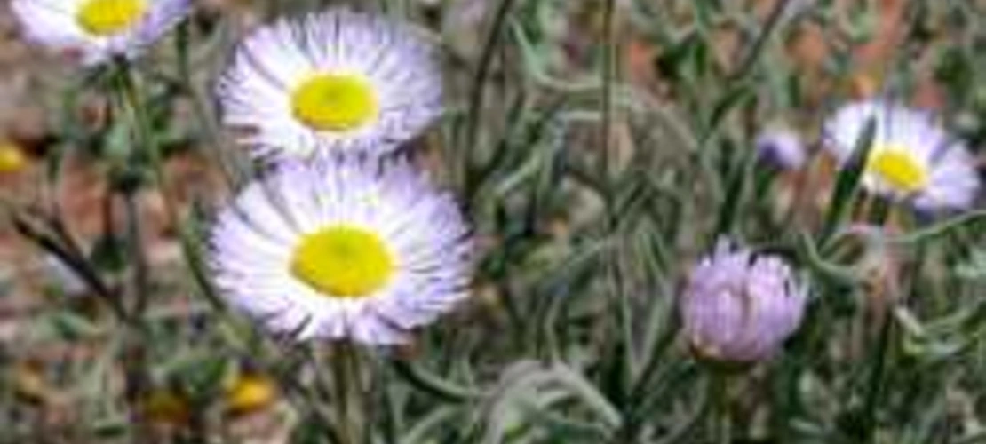 Erigeron divergens