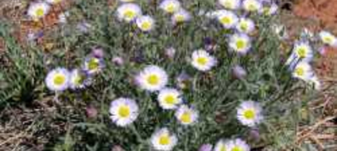 Erigeron divergens