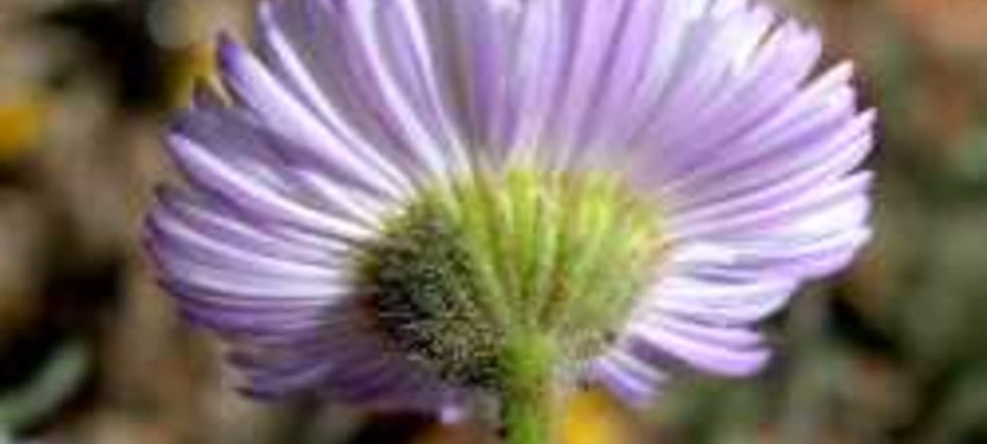 Erigeron divergens flower (back)