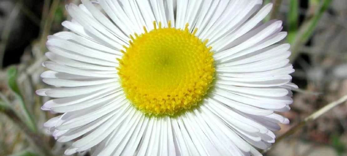 Erigeron divergens flower (front)