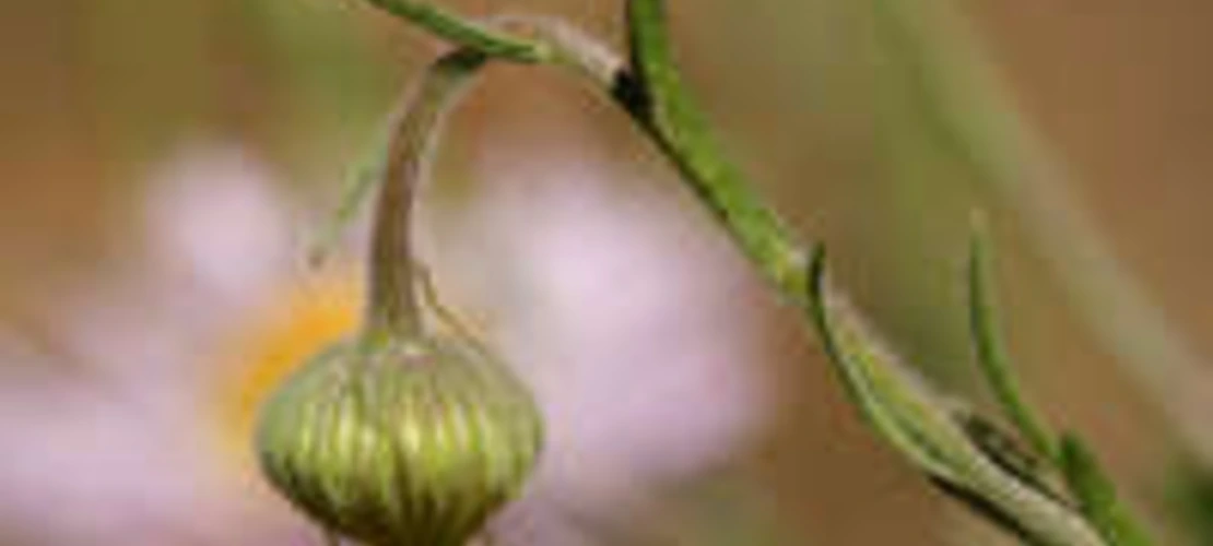 Erigeron divergens bud