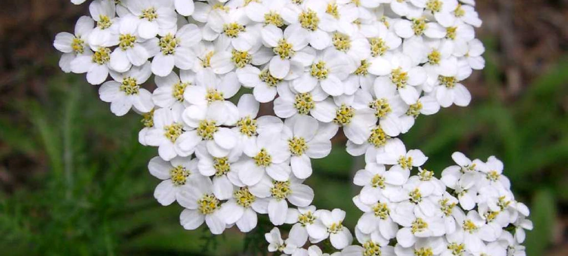 Achillea millefolium Flowers