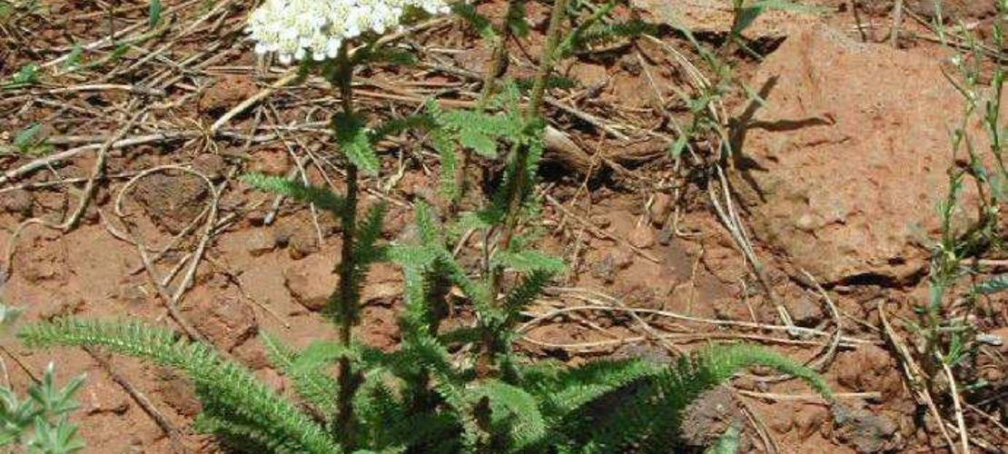 Achillea millefolium