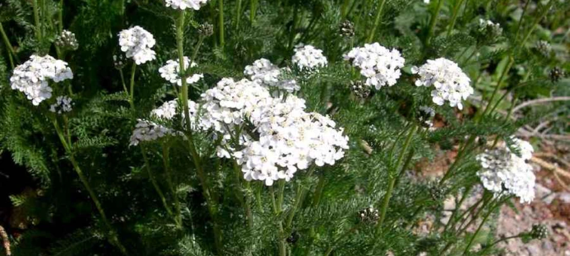 Achillea millefolium