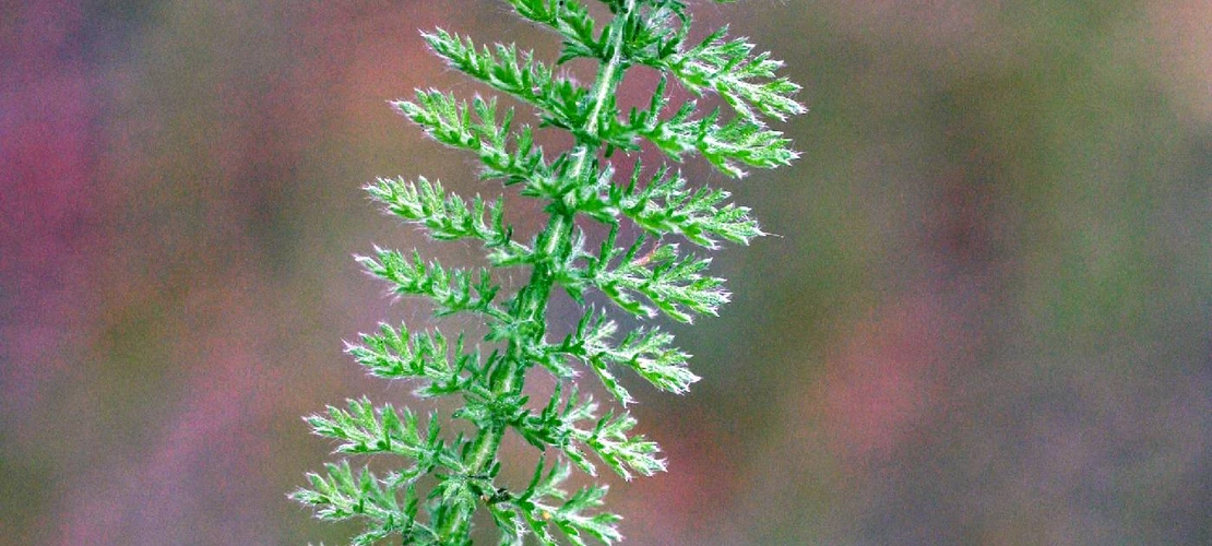 Achillea millefolium leaves