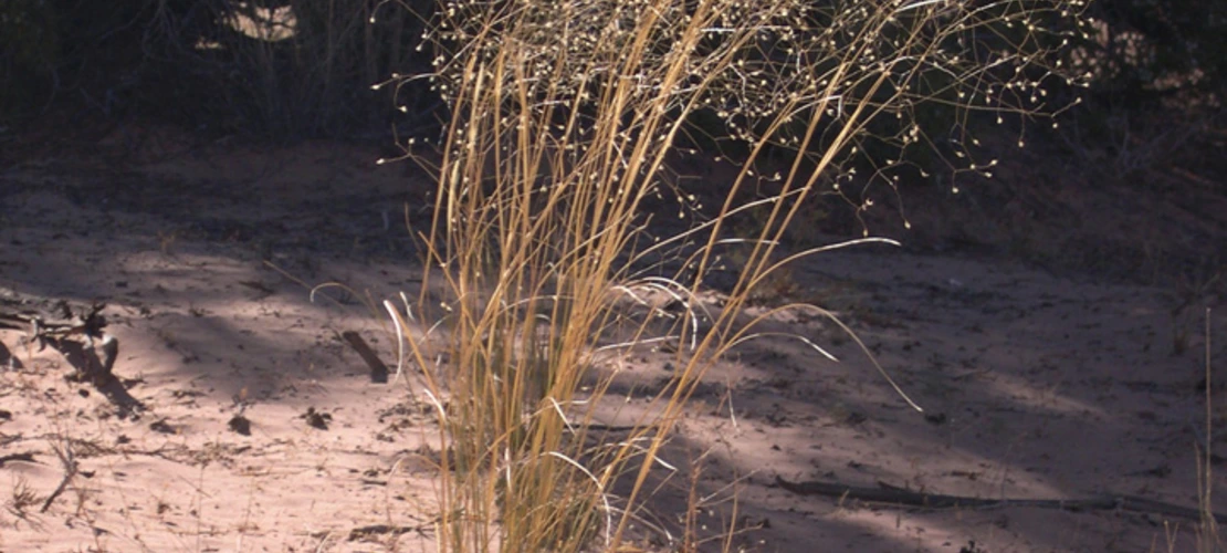 Achnatherum hymenoides