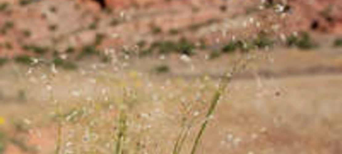 Achnatherum hymenoides seed heads