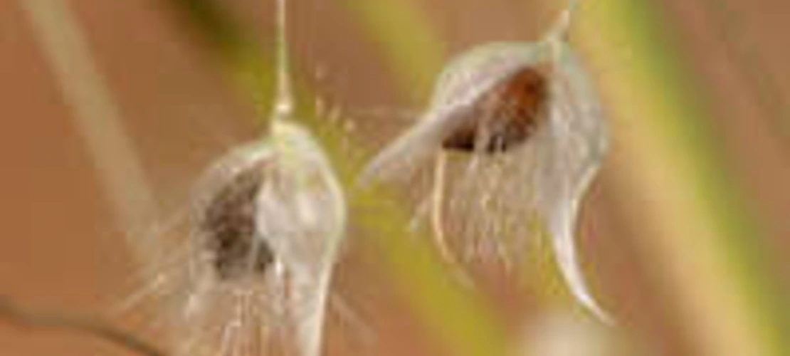 Achnatherum hymenoides seeds