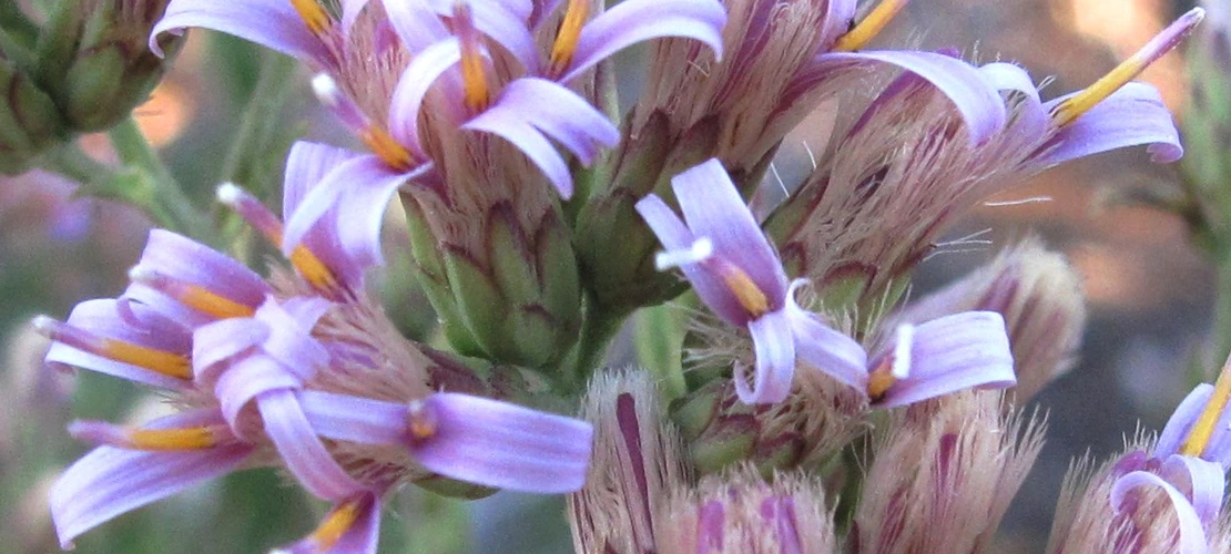 Acourtia wrightii flowers close up
