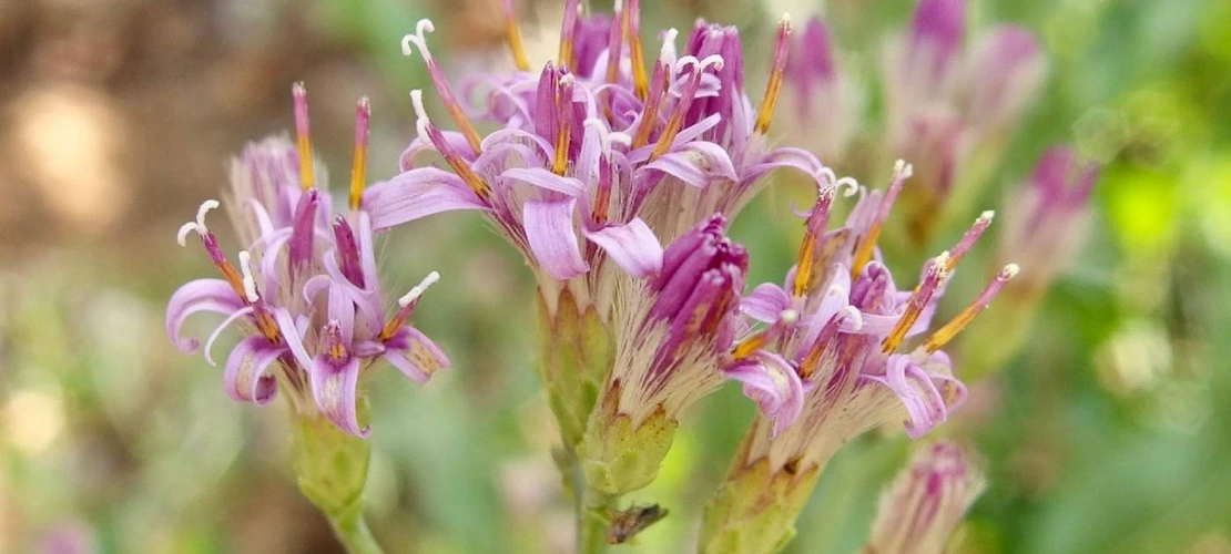 Acourtia wrightii flowers