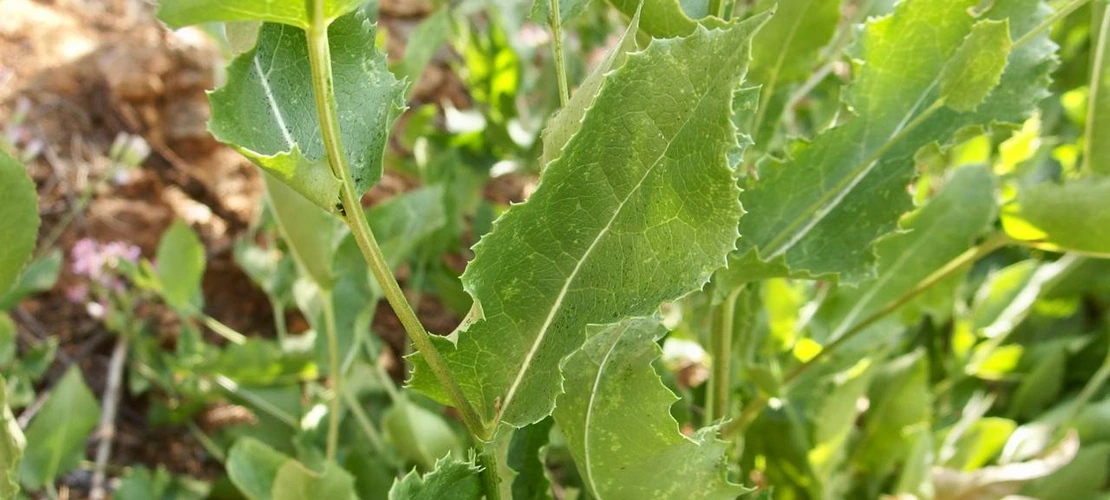 Acourtia wrightii leaves
