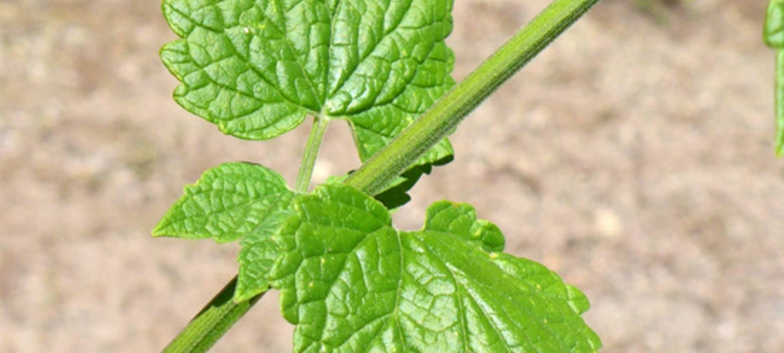 Agastache urticifolia