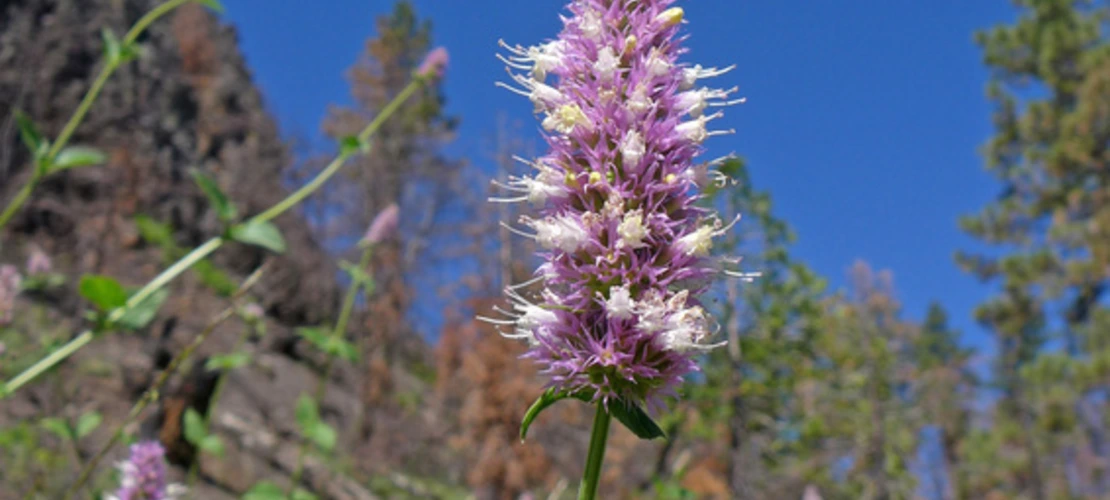 Agastache urticifolia